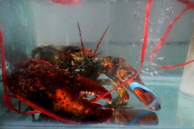海水魚的養護方法與淡水魚的區別：海水魚與淡水魚的區別