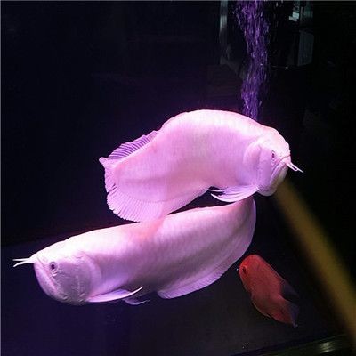 海水魚的養護方法與淡水魚的區別：海水魚與淡水魚的區別