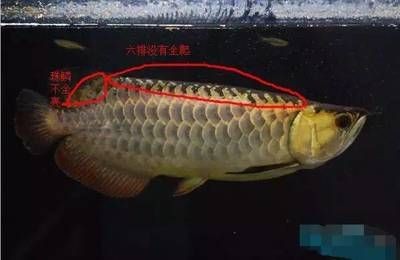 龍魚怎么區分好壞：鑒別龍魚品質好壞的關鍵點，