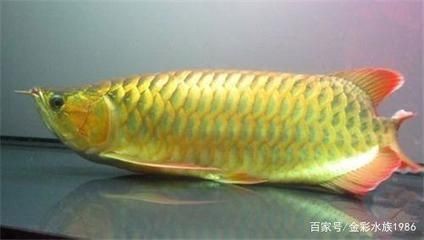 龍魚反復(fù)松鱗的應(yīng)對(duì)策略（龍魚反復(fù)松鱗可能是由多種因素引起的）