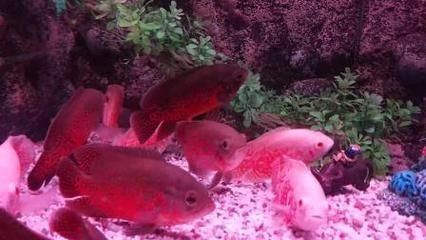 地圖魚繁殖地圖魚需要注意事項和飼養過程中的注意事項：地圖魚的飼養技巧