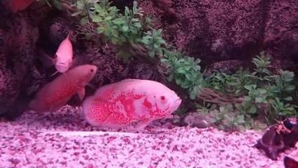 地圖魚繁殖地圖魚需要注意事項和飼養過程中的注意事項：地圖魚的飼養技巧