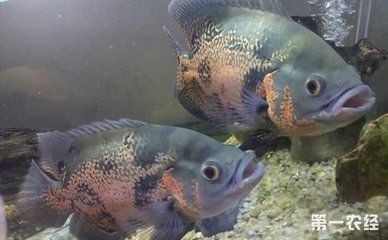 地圖魚繁殖地圖魚需要注意事項和飼養過程中的注意事項：地圖魚的飼養技巧