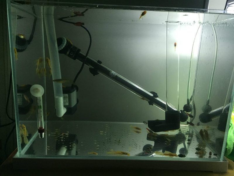 胡子大帆魚最忌三種東西