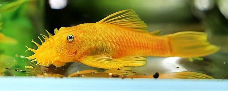 胡子大帆魚最忌三種東西
