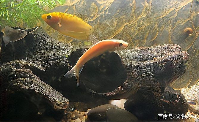 胡子大帆魚最忌三種東西