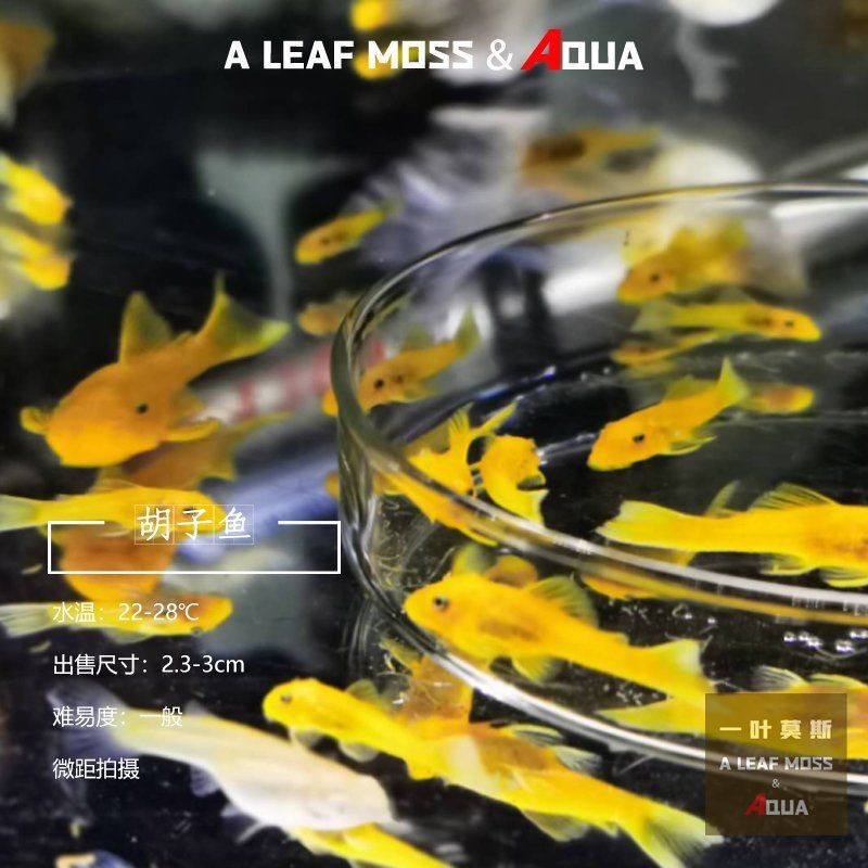 胡子大帆魚最忌三種東西