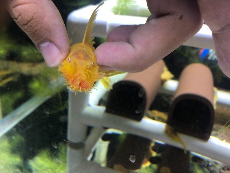 胡子大帆魚最忌三種東西