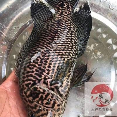 小型金龍魚多少錢：小型金龍魚價格
