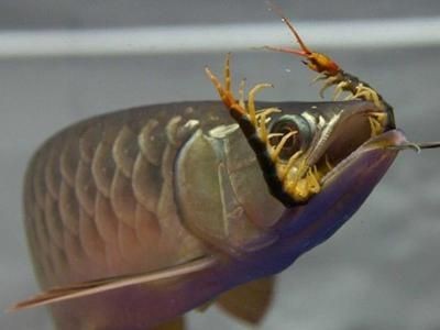 龍魚食物有哪些：關于龍魚食物的詳細介紹