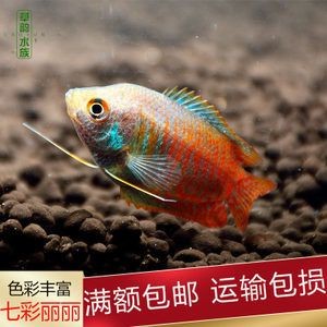 養龍魚為什么要黑底：養龍魚為什么要選擇黑底魚缸