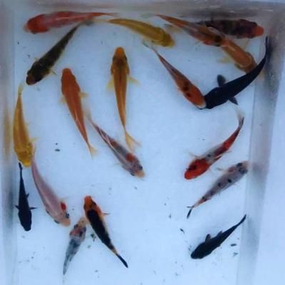 養龍魚為什么要黑底：養龍魚為什么要選擇黑底魚缸