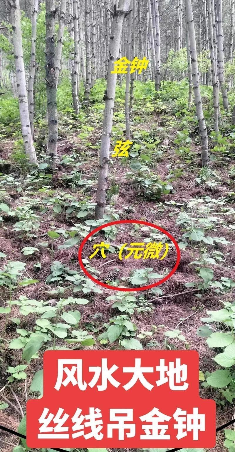 龍形地風水大富大貴 龍形地風水大富大貴 龍魚論壇 第4張