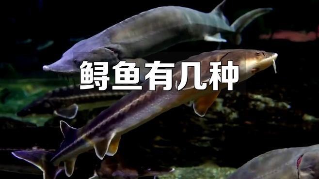 鱘魚 鱘龍魚 鱘魚 鱘龍魚 龍魚百科 第2張