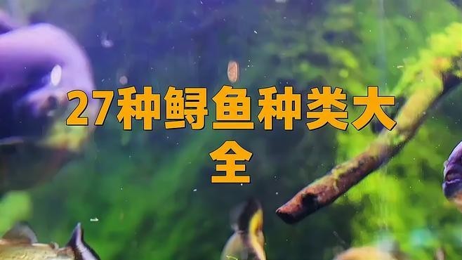鱘魚 鱘龍魚 鱘魚 鱘龍魚 龍魚百科 第1張