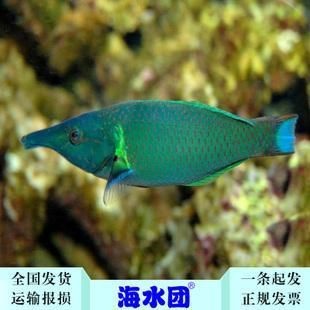 鴨嘴龍魚 海水（鴨嘴龍魚可以適應(yīng)海水環(huán)境嗎？）