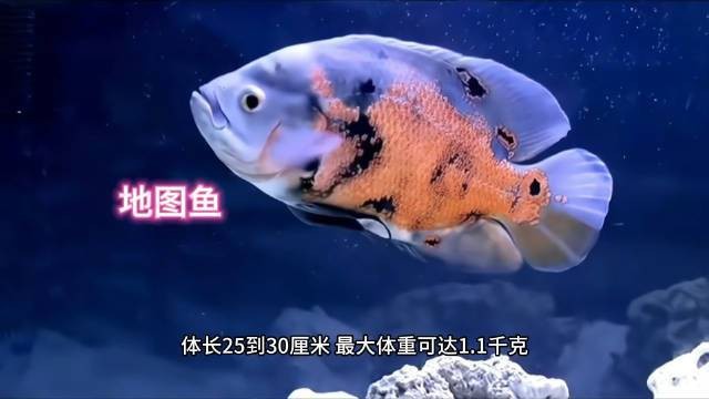 地圖魚全部視頻播放