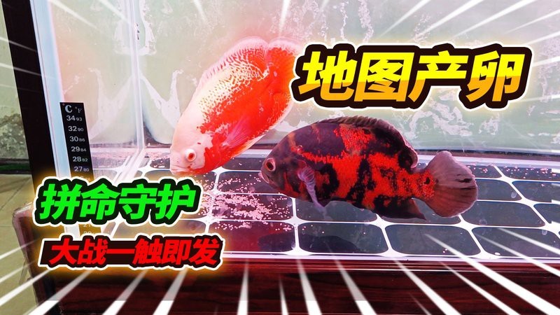 地圖魚全部視頻播放