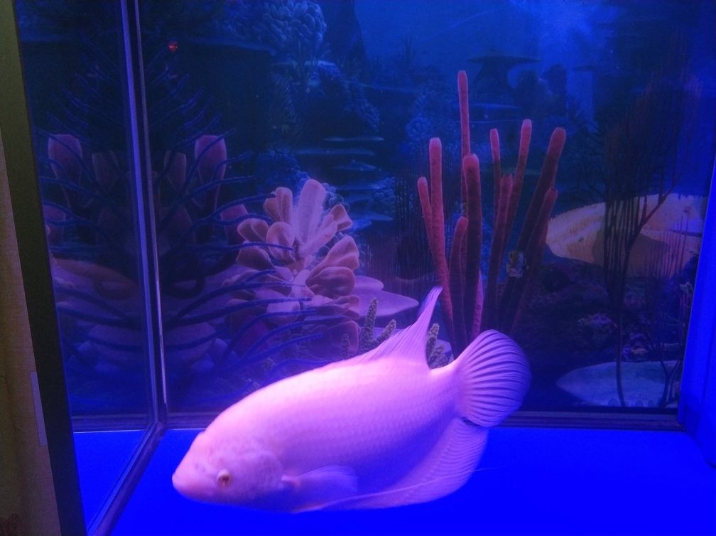 魚缸過濾器過濾器材選擇觀賞魚缸過濾器材的優缺點：觀賞魚缸過濾器材選擇