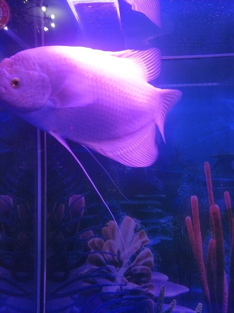 魚缸過濾器過濾器材選擇觀賞魚缸過濾器材的優缺點：觀賞魚缸過濾器材選擇