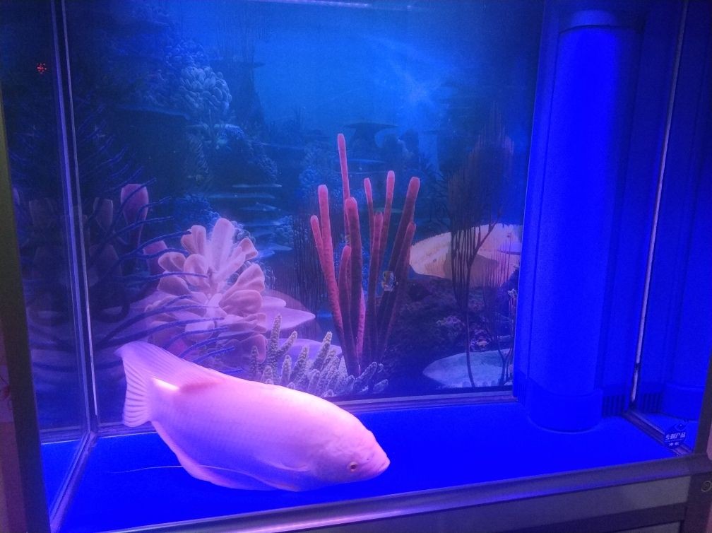 魚缸過濾器過濾器材選擇觀賞魚缸過濾器材的優缺點：觀賞魚缸過濾器材選擇