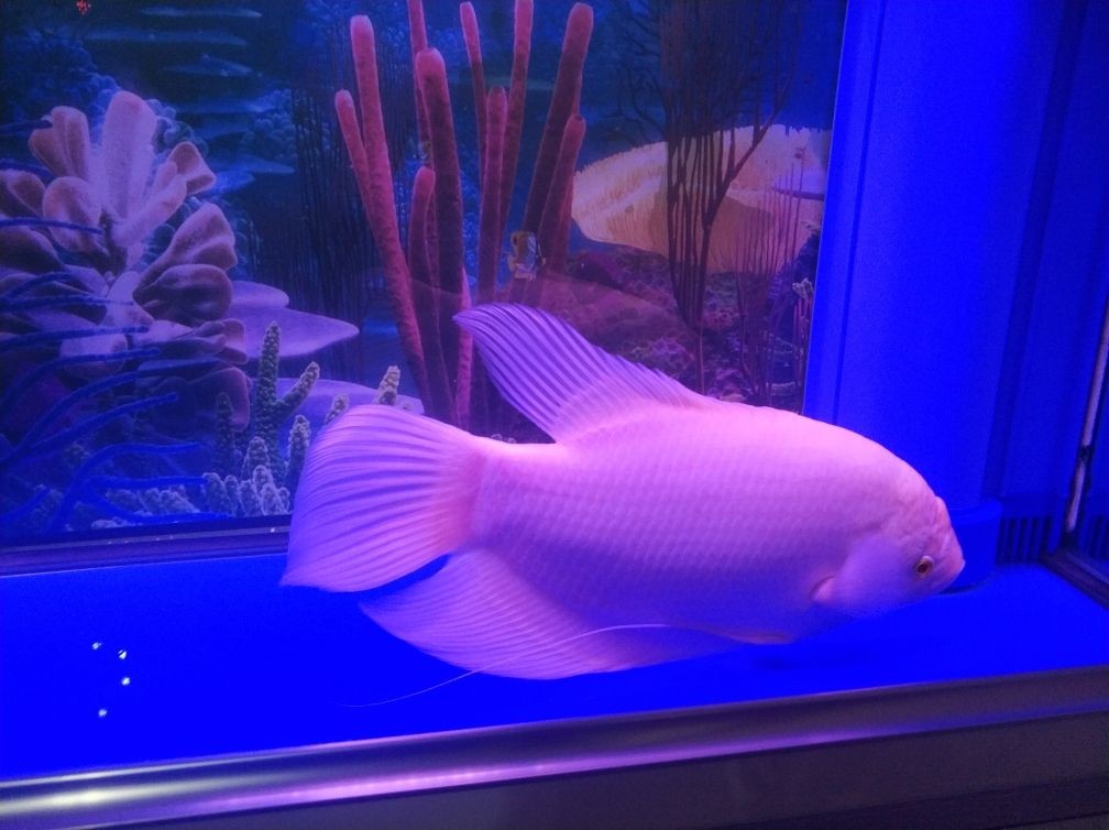魚缸過濾器過濾器材選擇觀賞魚缸過濾器材的優缺點：觀賞魚缸過濾器材選擇