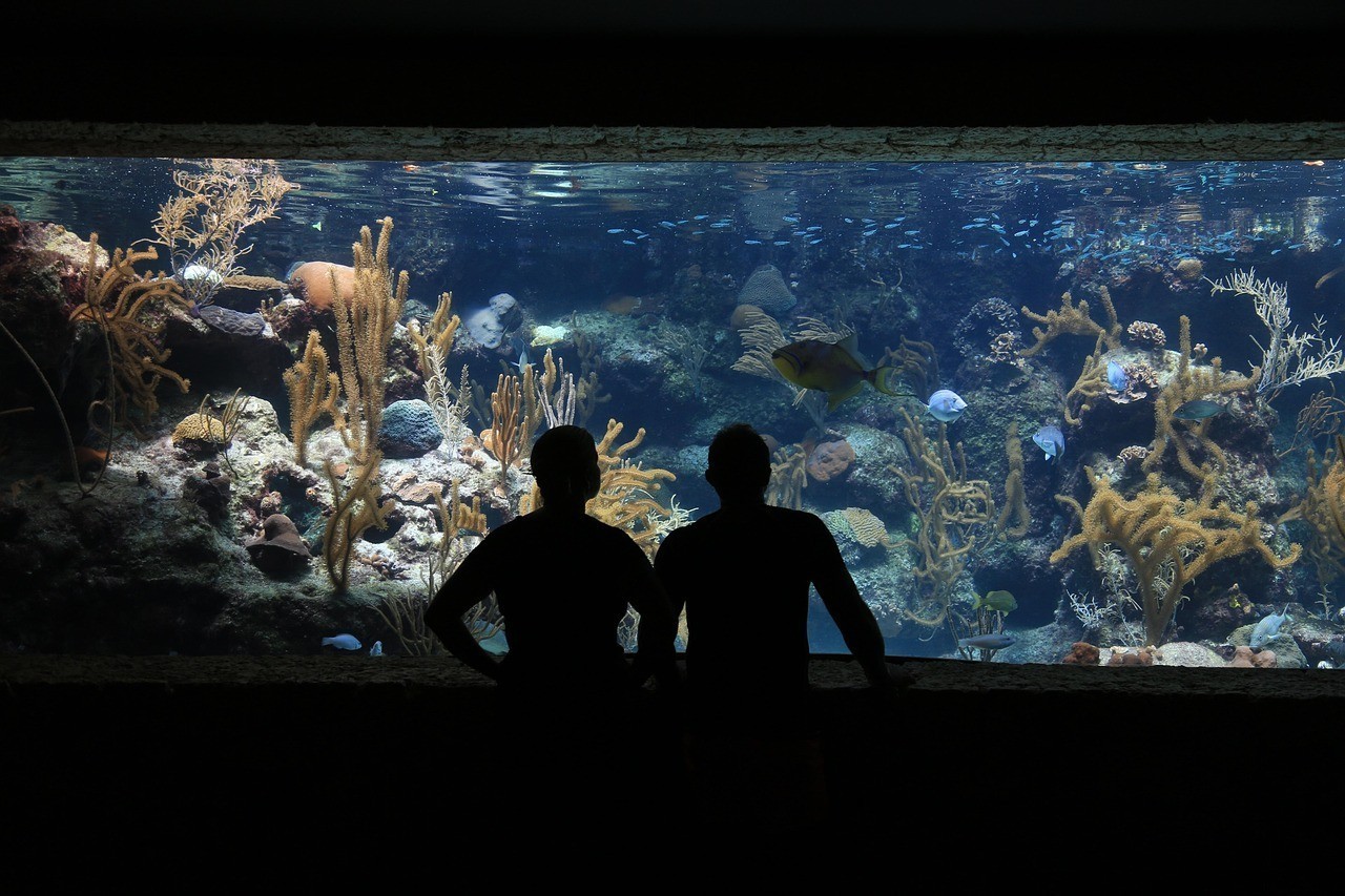 水族館跟海洋館有什么區別