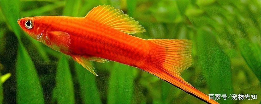 紅箭魚三忌