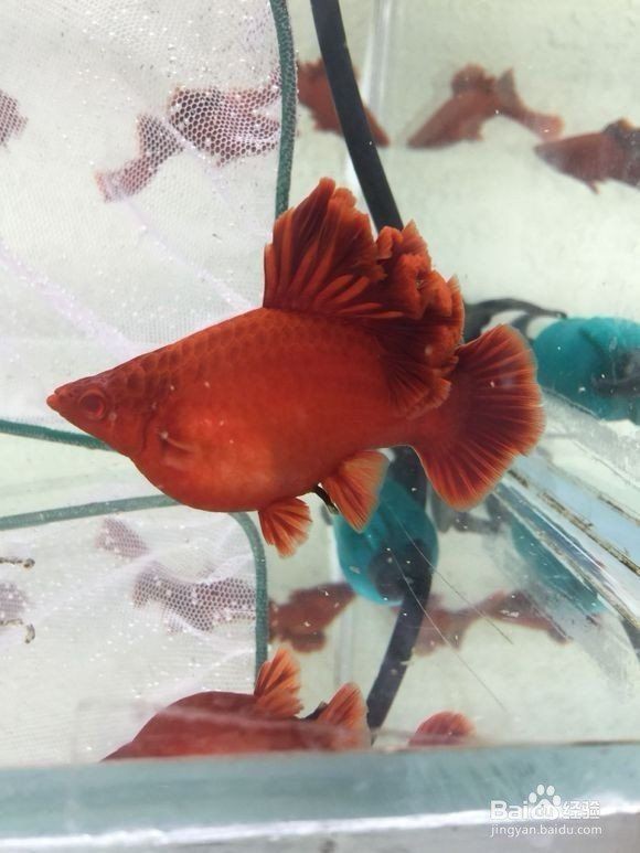 紅箭魚三忌