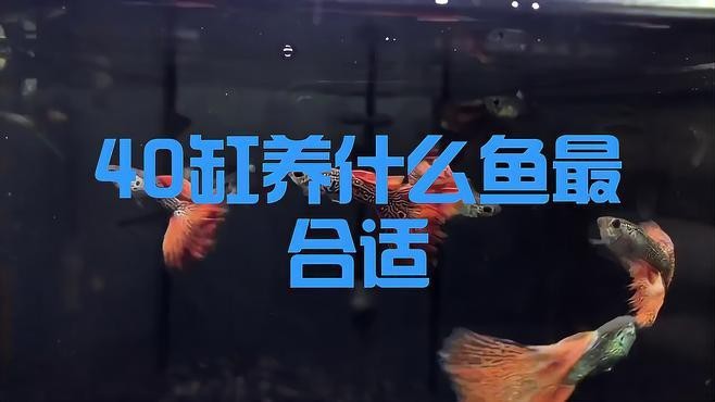 1204040的魚缸適合養(yǎng)什么魚