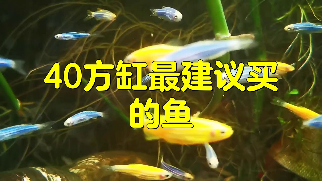 1204040的魚缸適合養(yǎng)什么魚