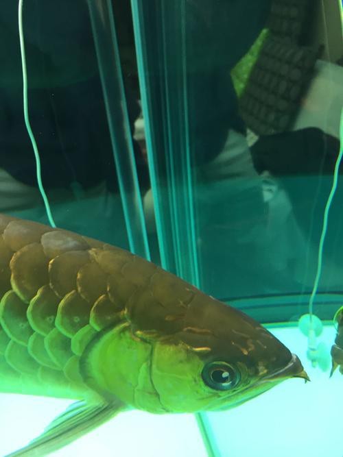 金龍魚眼睛白膜圖片