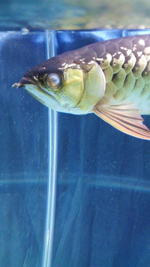 金龍魚眼睛白膜圖片