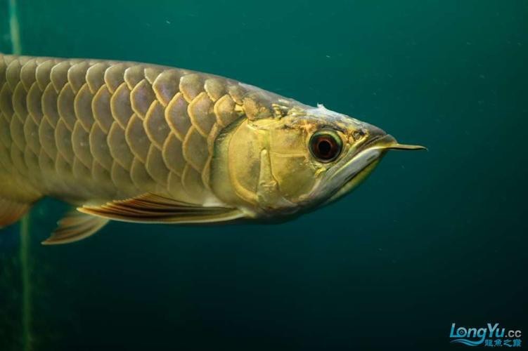 金龍魚眼睛白膜圖片