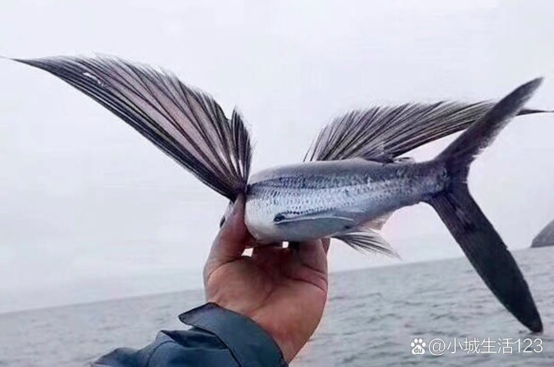 飛魚可以吃嗎