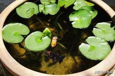 龍魚池塘放養好嗎：龍魚池塘放養可以讓它們在更接近自然環境中生活 龍魚池塘放養好嗎：龍魚池塘放養可以讓它們在更接近自然環境中生活 龍魚百科 第1張