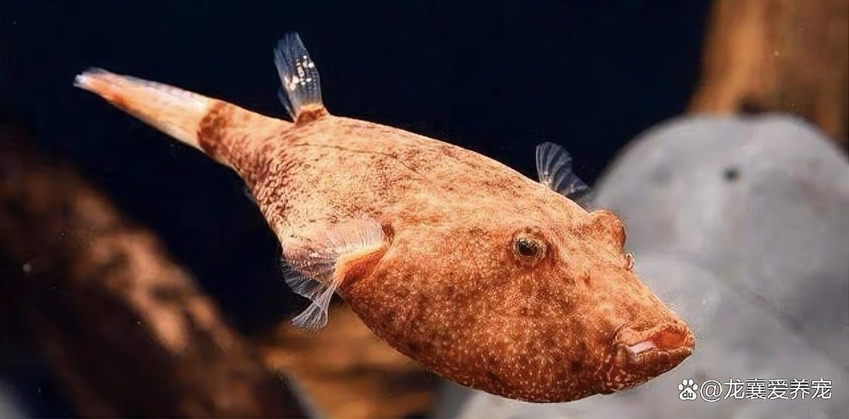 狗頭魚趴著不動(dòng)