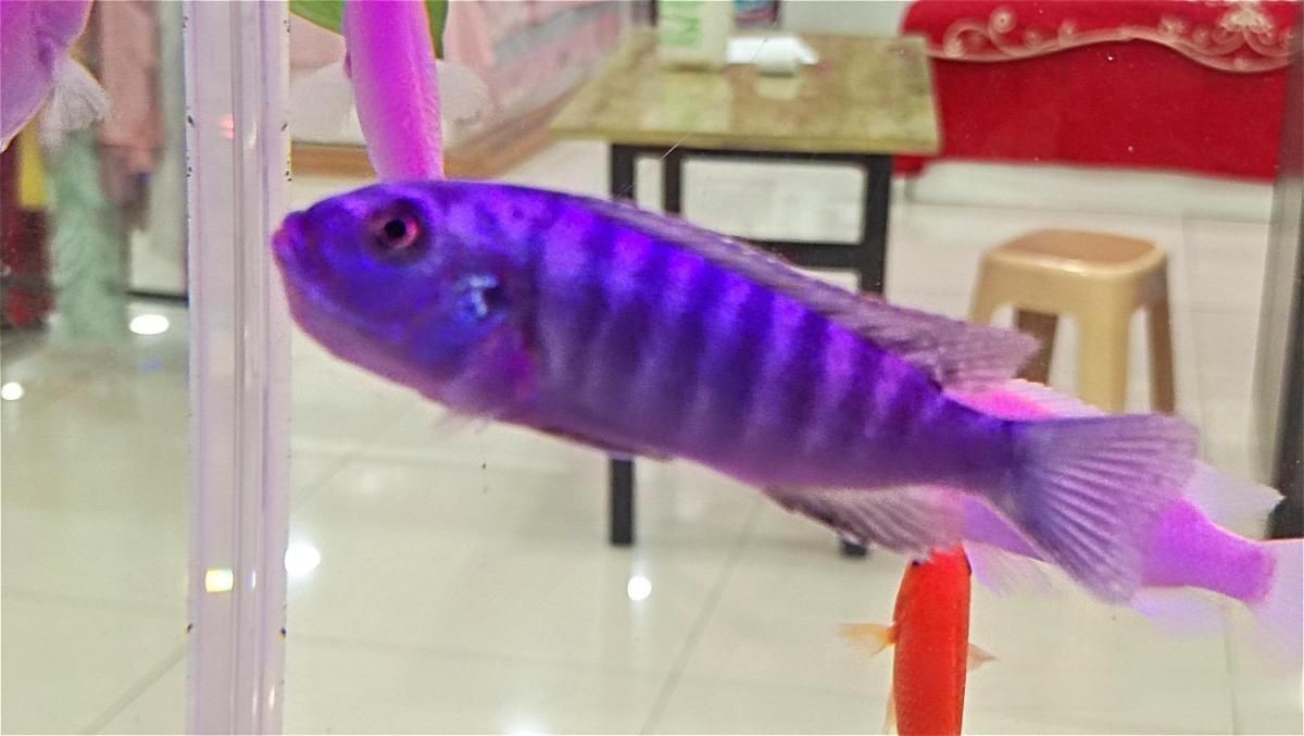 狗頭魚趴著不動(dòng)