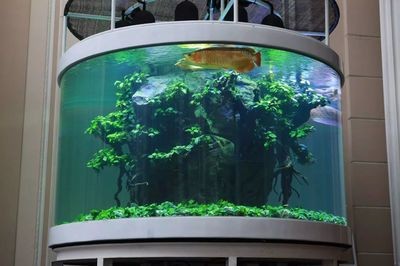 龍魚缸造景視頻（關于龍魚缸造景的視頻教程）
