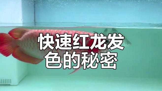 紅龍魚發色用哪種燈好？