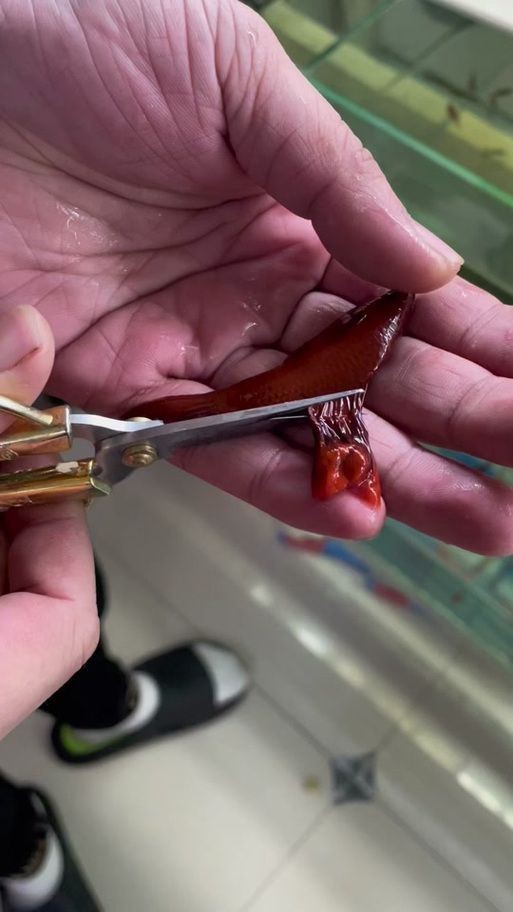 紅箭魚臨產肛門圖片