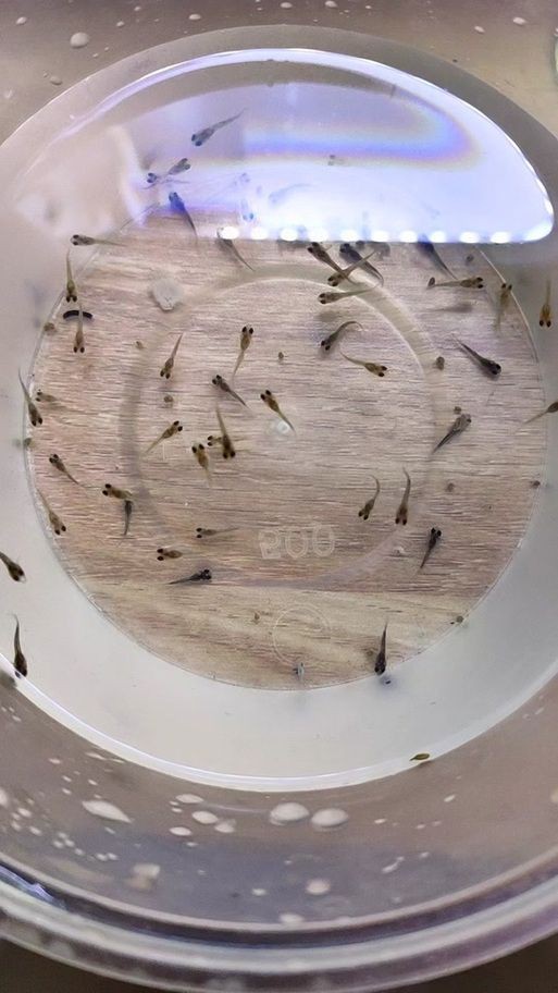 紅箭魚臨產肛門圖片