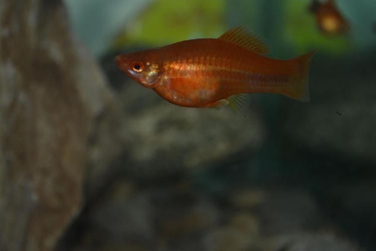 紅箭魚臨產肛門圖片