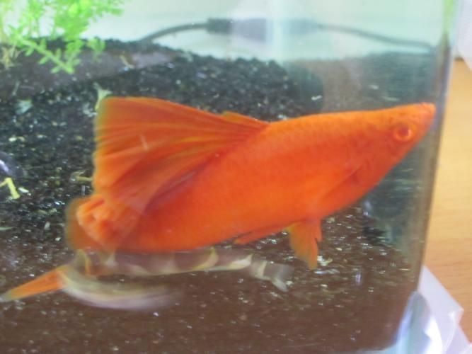紅箭魚臨產肛門圖片