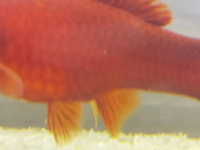 紅箭魚臨產肛門圖片