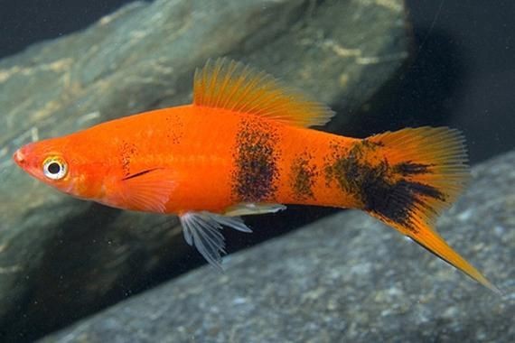 紅箭魚臨產肛門圖片