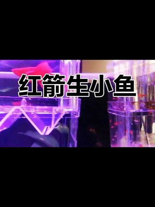 紅箭魚臨產肛門圖片