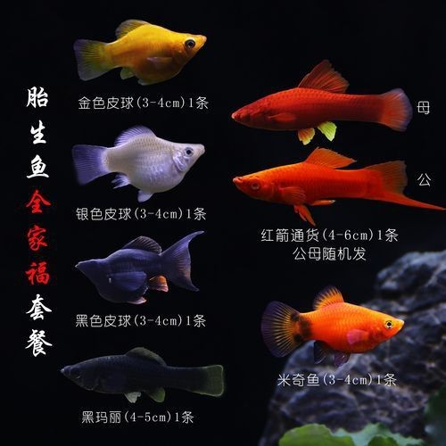 紅箭魚臨產肛門圖片