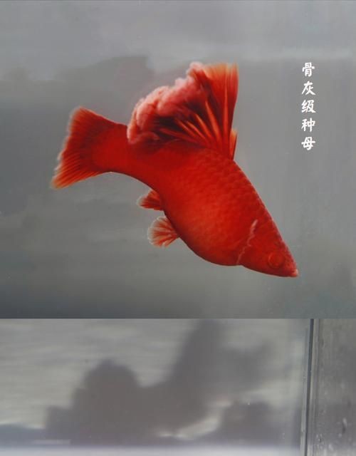 水族寵物排行榜前十名：龍睛金魚、龍睛金魚、龍睛金魚，水族寵物排行榜前十名