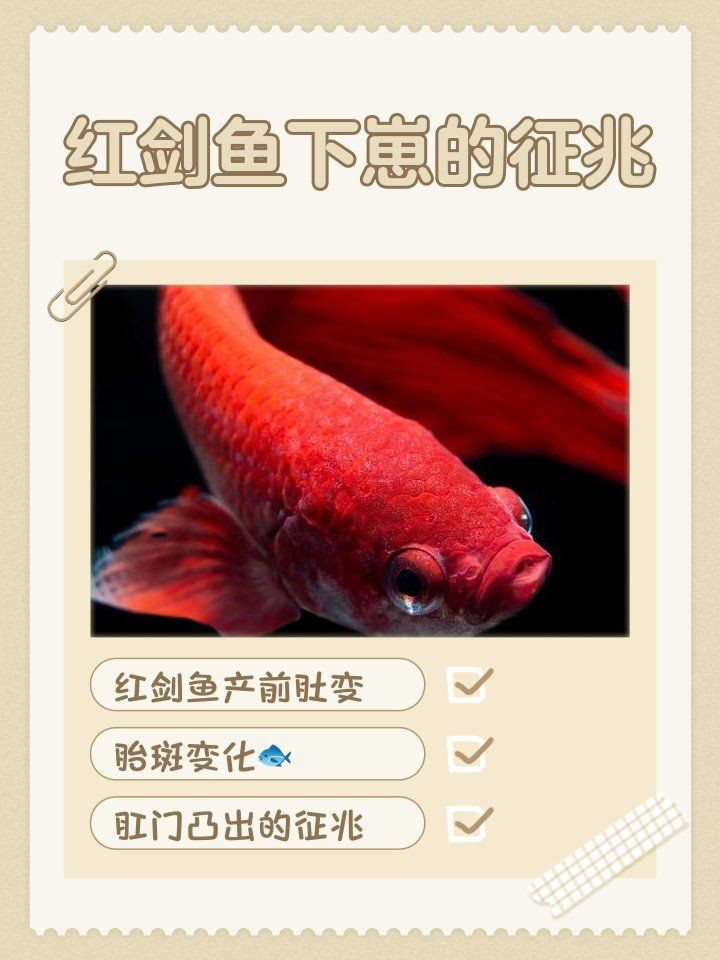 紅箭魚臨產肛門圖片